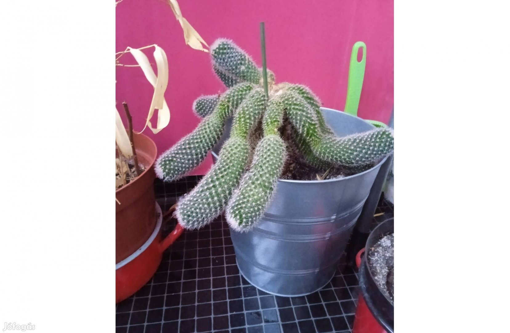 Oszlop kaktusz hajtásokkal
