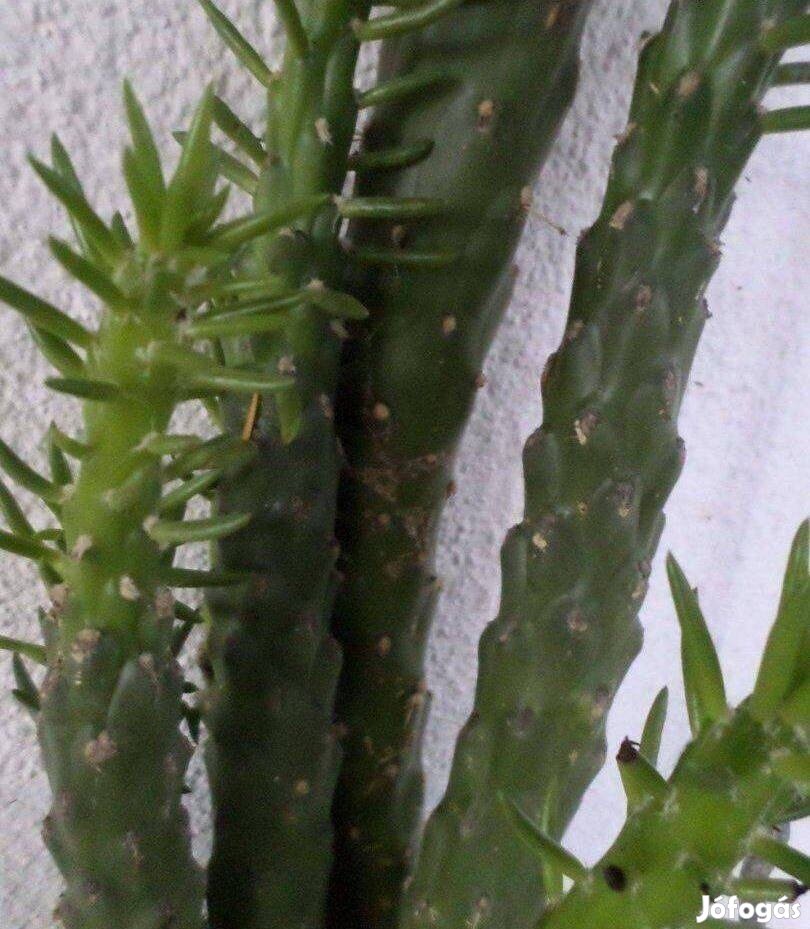 Oszlopkaktusz 30 éves kaktusz szobanövény