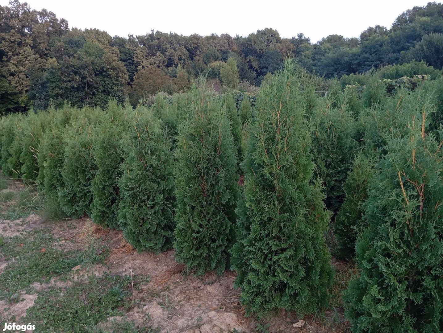 Oszlopos Columna thuja eladó!