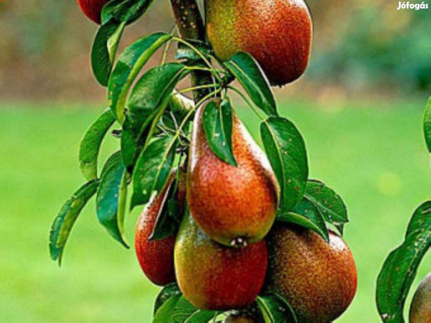 Oszlopos gyümölcsfák most akár 50% engedménnyel is eladó