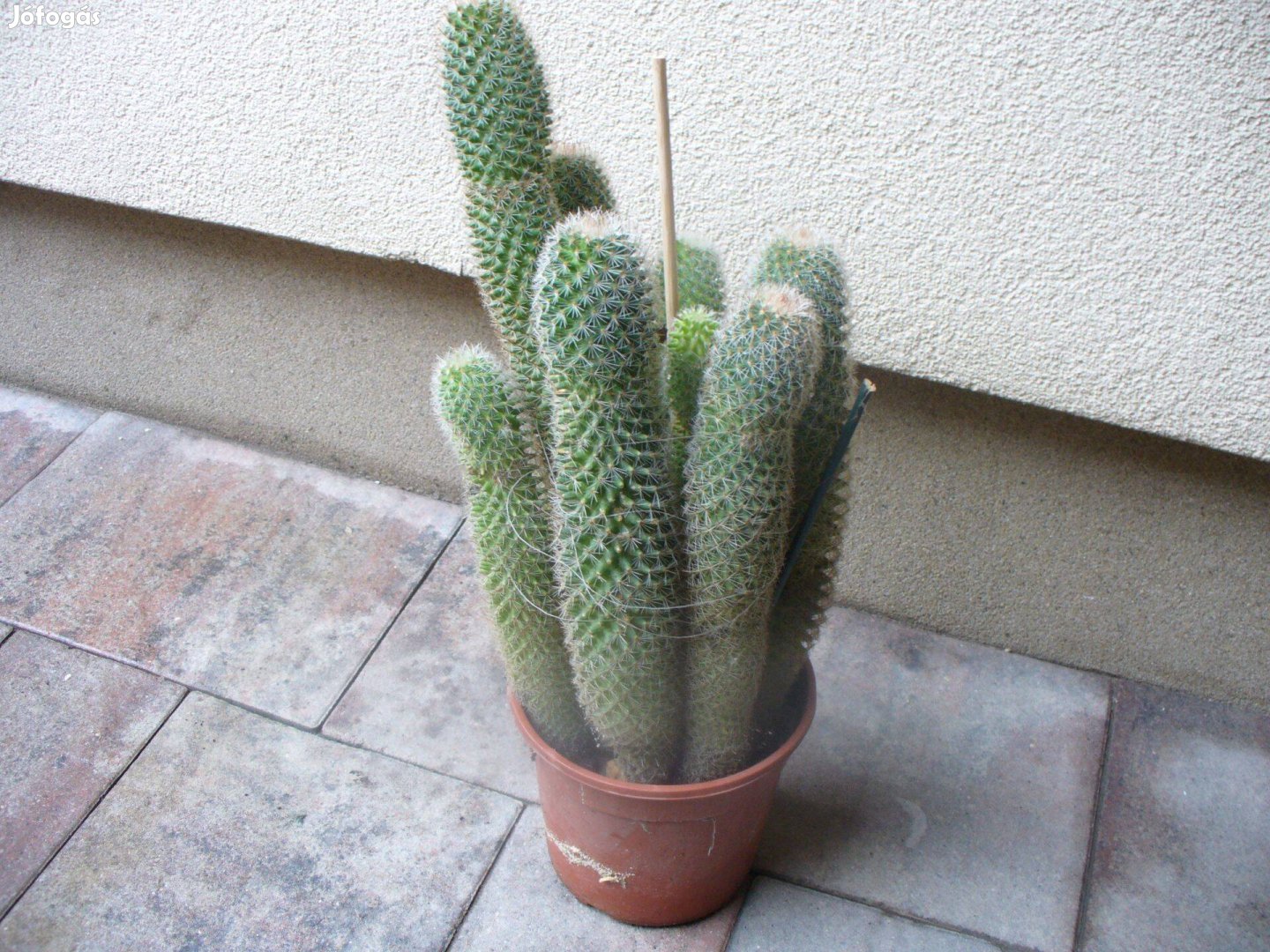 Oszlopos kaktusz eladó Monoron