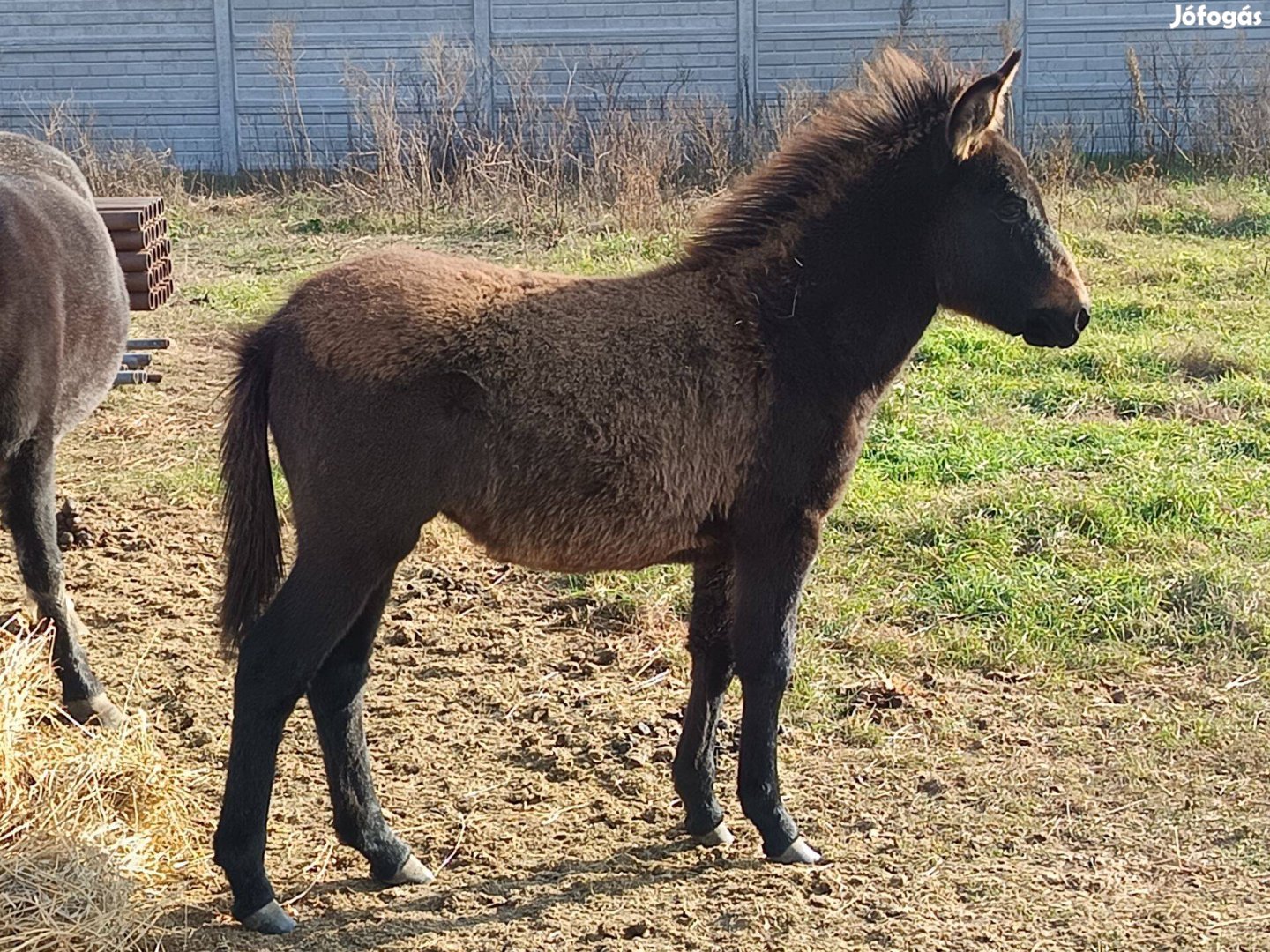 Öszvér kanca csikó költözne,vagy haszon állatra cserélhető!!