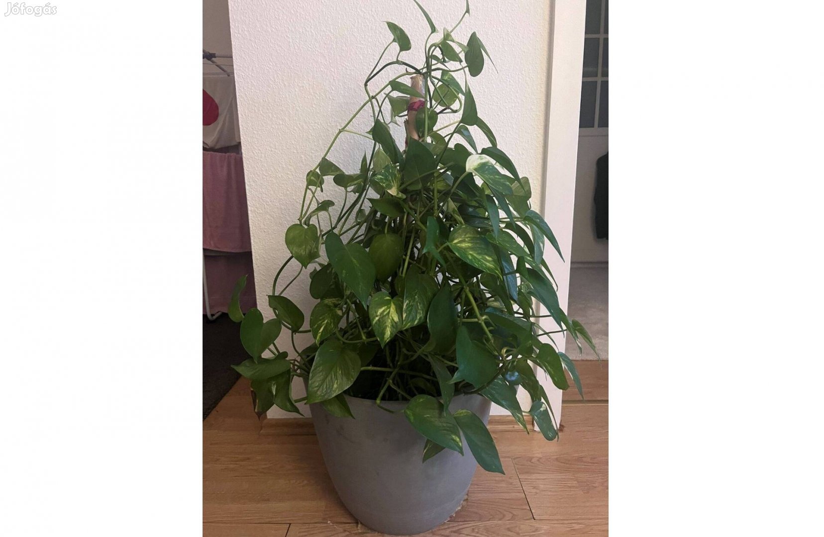 Othoni Zöld növény vázával