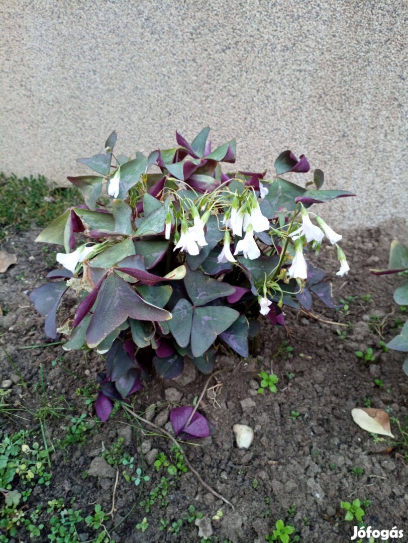 Oxalis növényke eladó