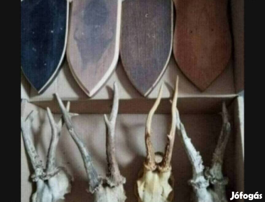 Őz trófea agancs csomag