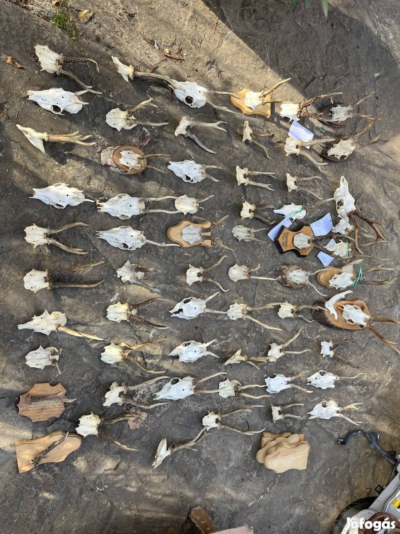 Őz trófea gyűjtemény szarvas agancs 