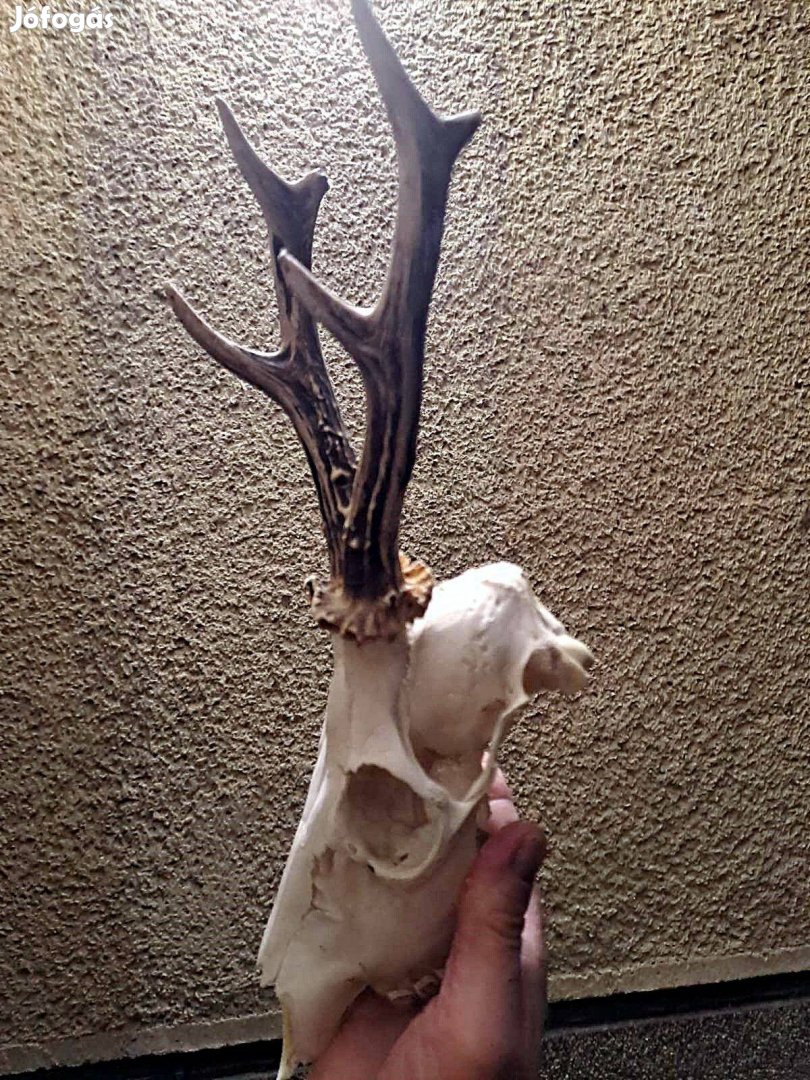 Őz trófeák eladók