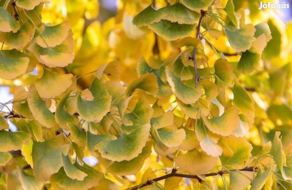 Páfrányfenyő Ginkgo Biloba