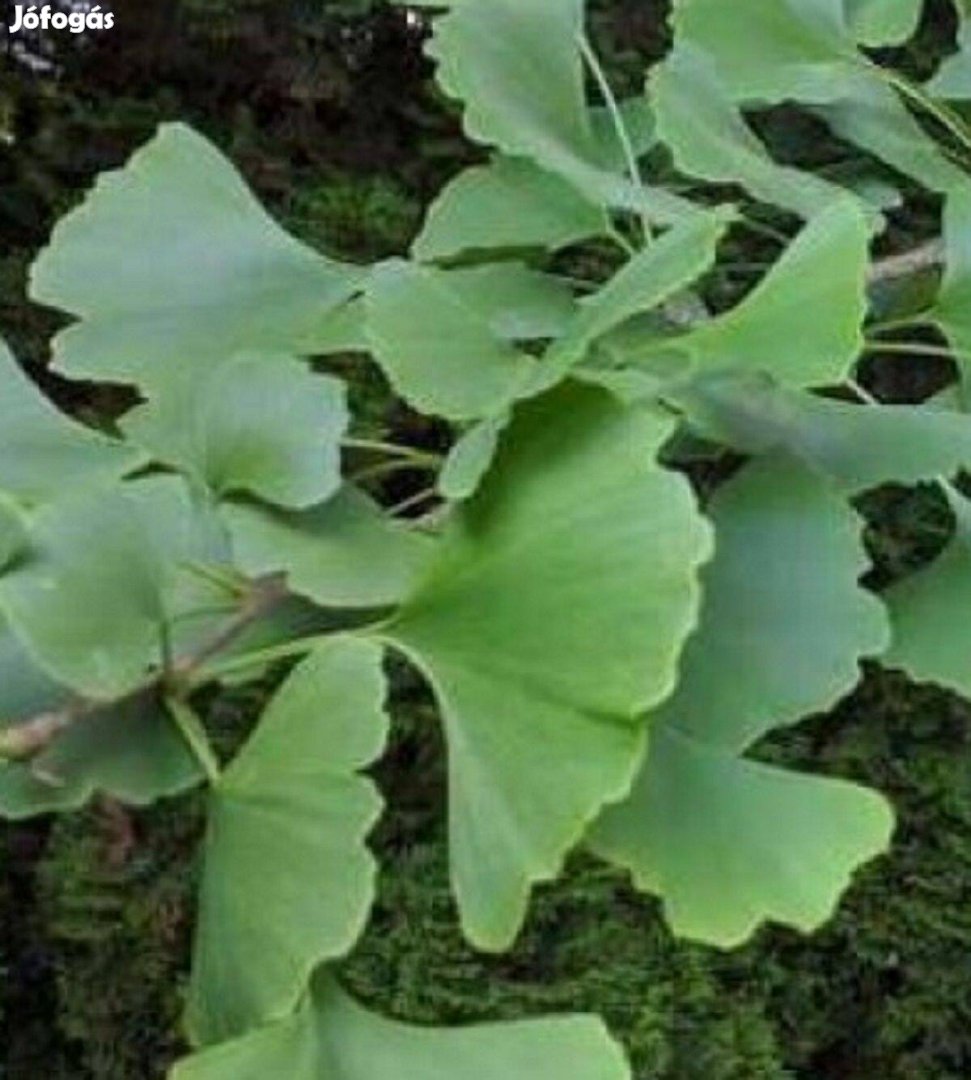 Páfrányfenyő (Gingko biloba) csemete