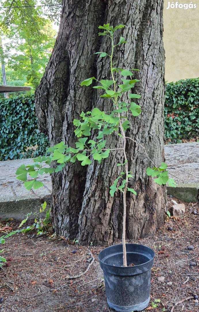 Páfrányfenyő Ginkgo csemeték eladók