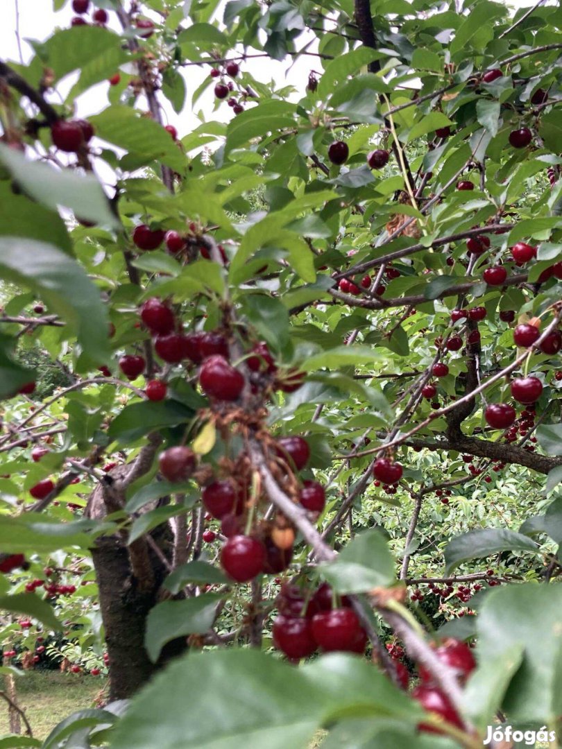 Pákozd eladó telek