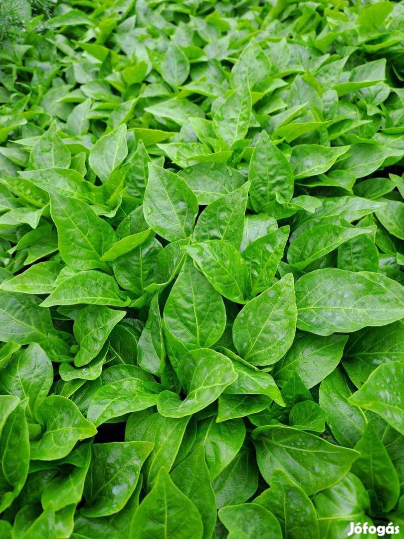 Palánta, paprika , paradicsom stb