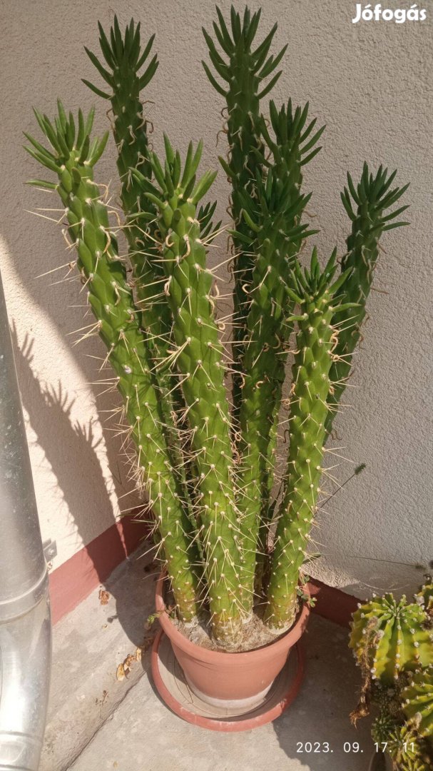 Pálcika kaktusz