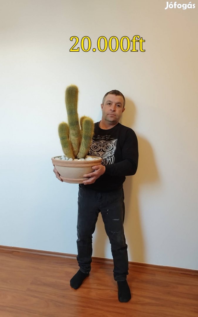 Palika  nagyméretű kaktuszai, Terrakotta cserepben!