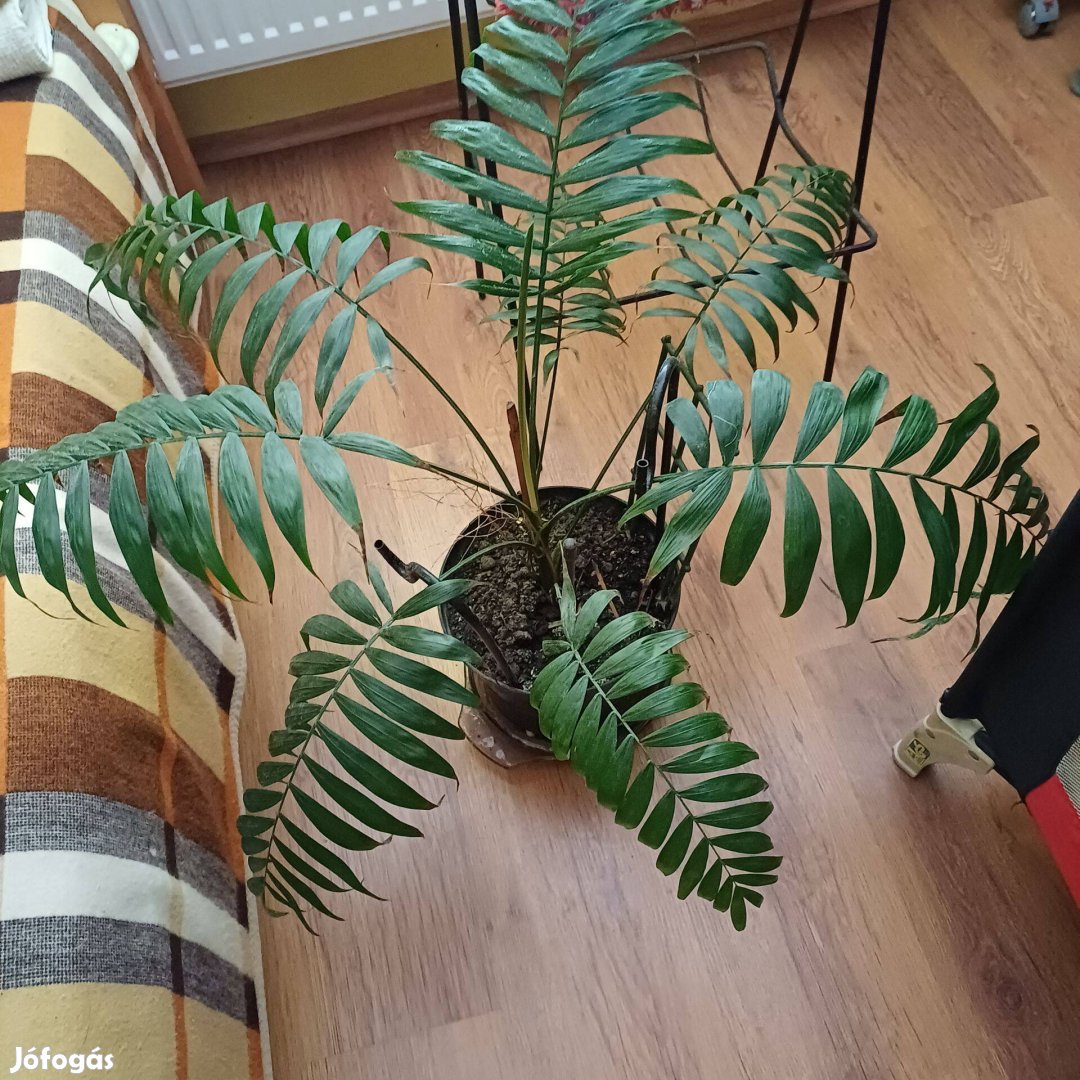 Pálma 9db levélel 60 cm magas