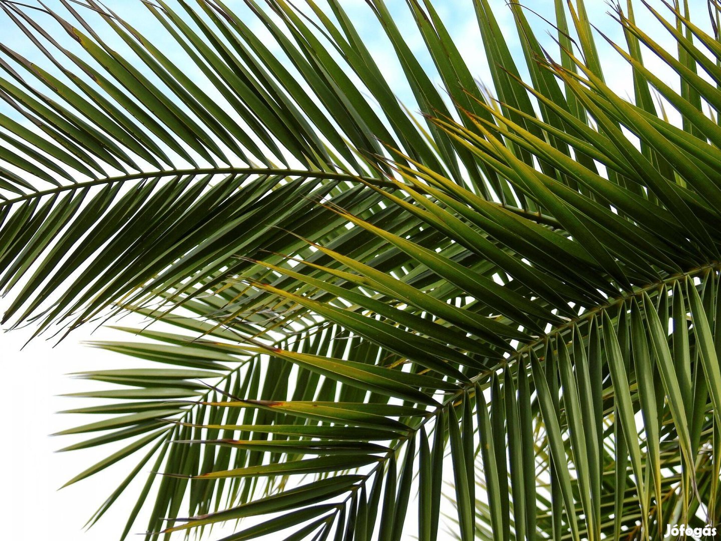 Pálma datolyapálma 180cm magas Szegeden datolyapálma pálma