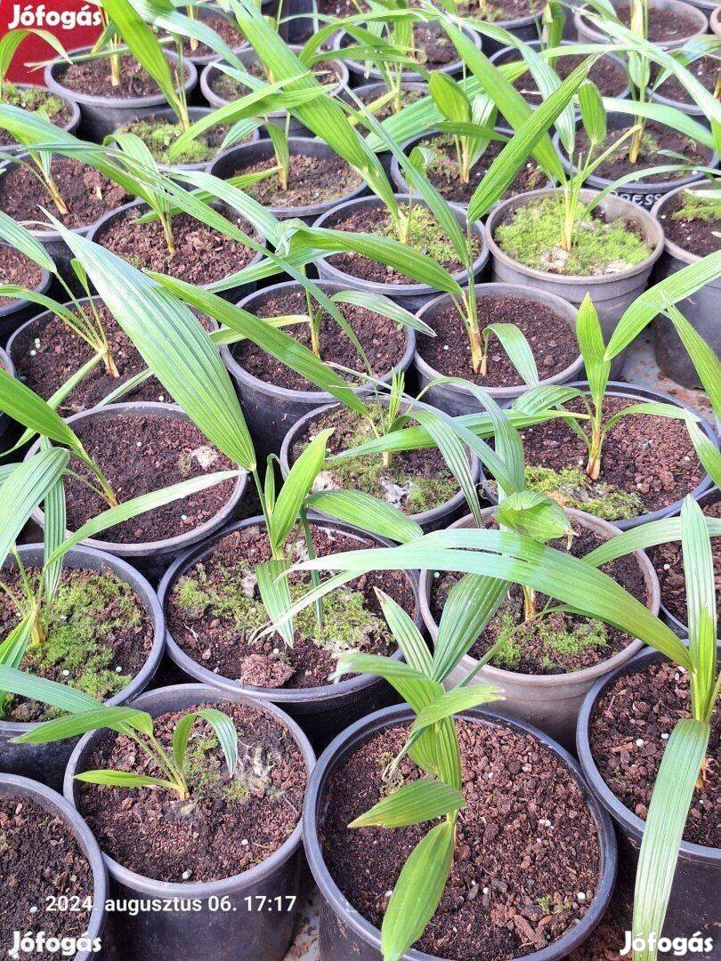 Pálmafa magonc Trachycarpus fortunei kínai kenderpálma pálma fa eladó!