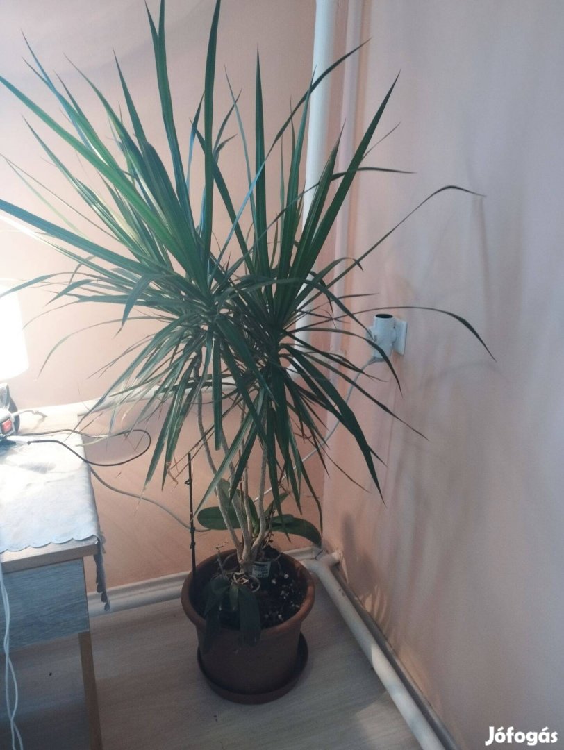 Pálmaliliom 170 cm Yucca eladó ár alatt