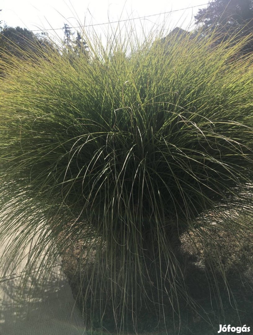 Pampafű tő eladó