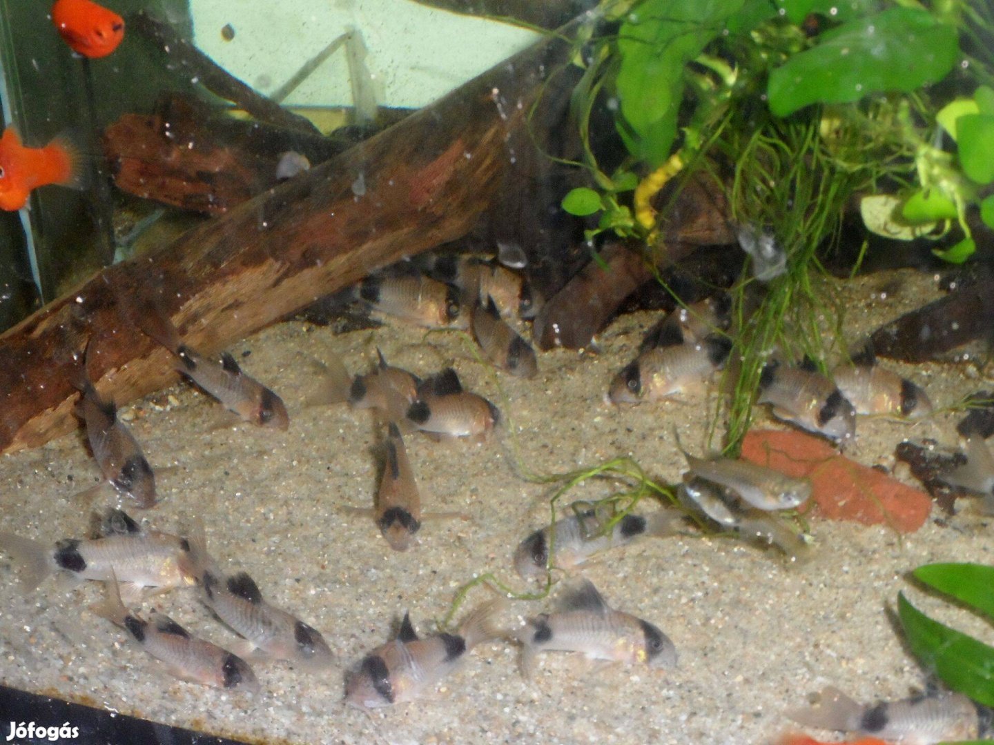 Panda páncélosharcsa Corydoras panda