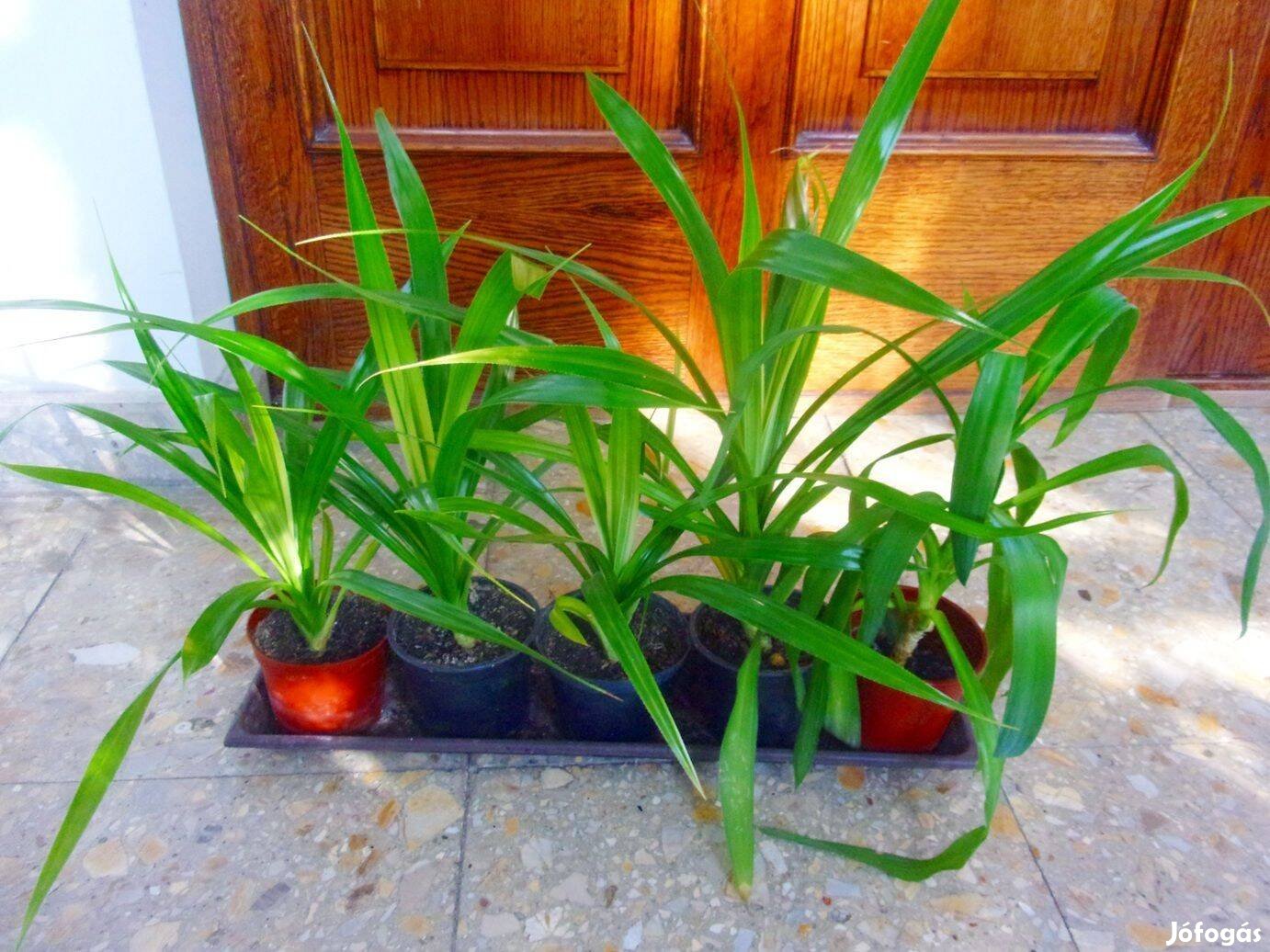 Pandanus Csavarpálma Csavar Pálma Újpest központ közelében