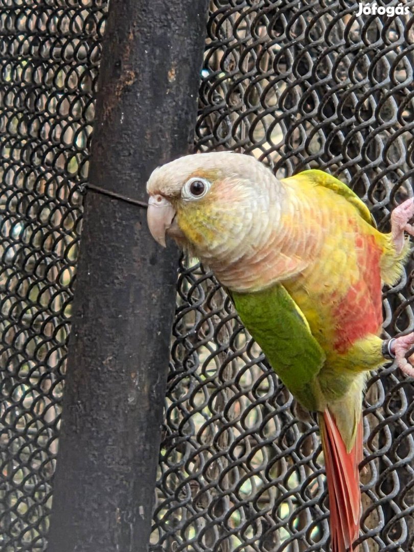 Papagáj eladó