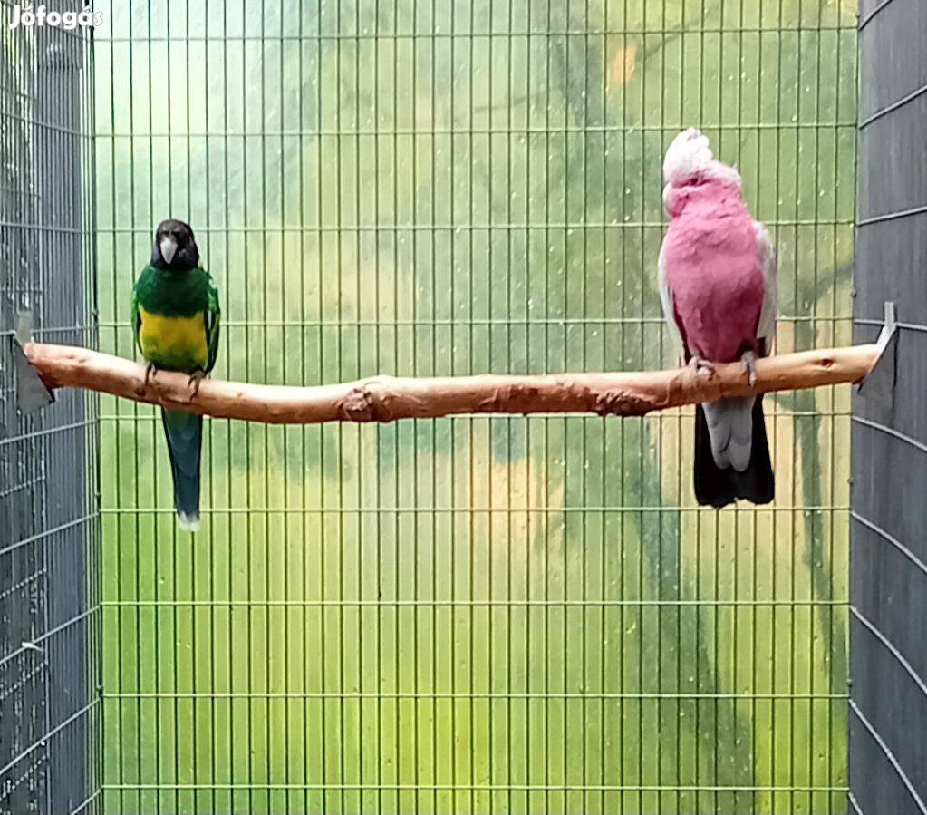 Papagáj papagájok ara kakadú