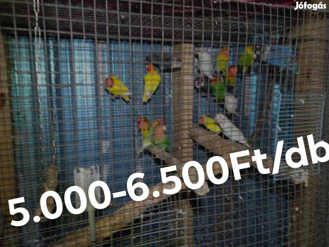 Papagájok eladók