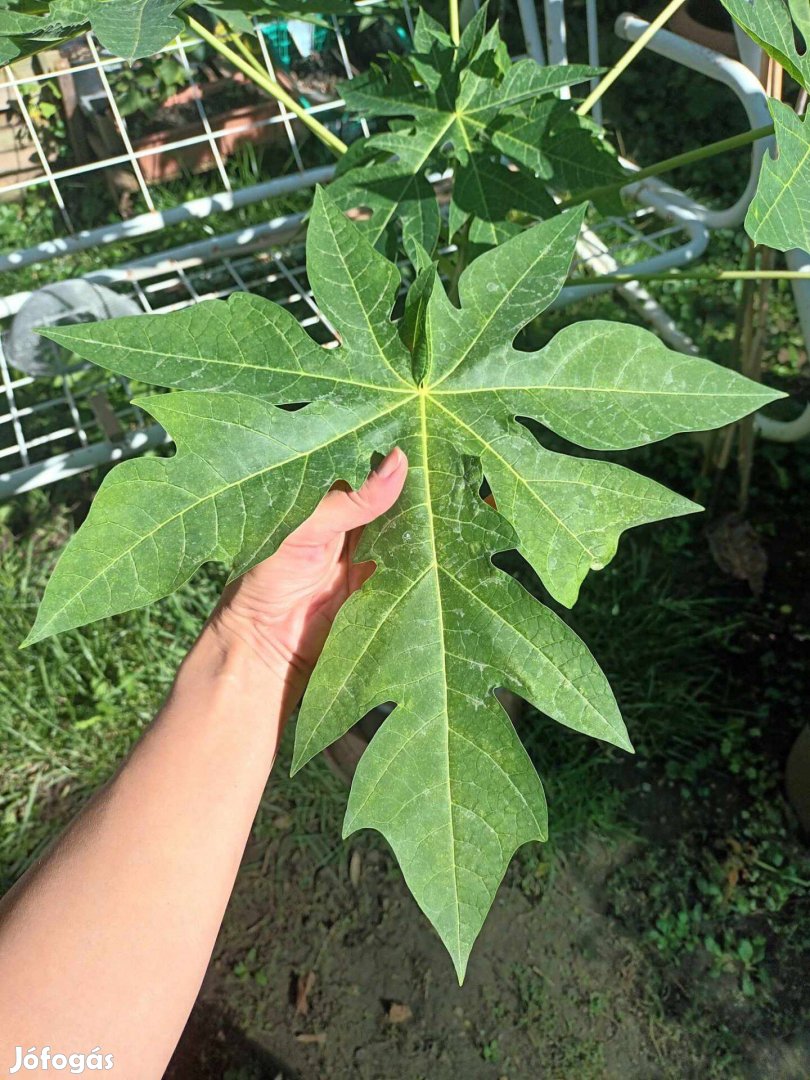 Papaya / papaja növény