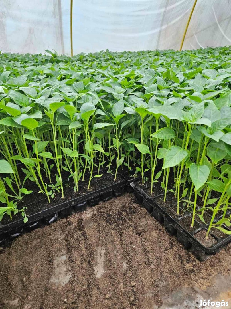 Paprika palánta eladó!