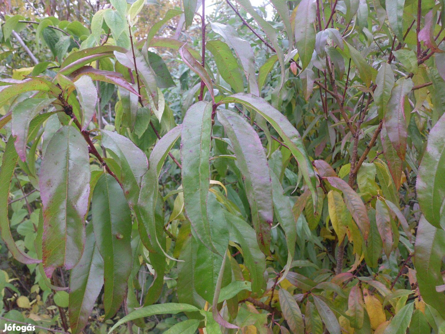 Parasztbarack, paraszt kajszi, szilva, birs, meggy eladó