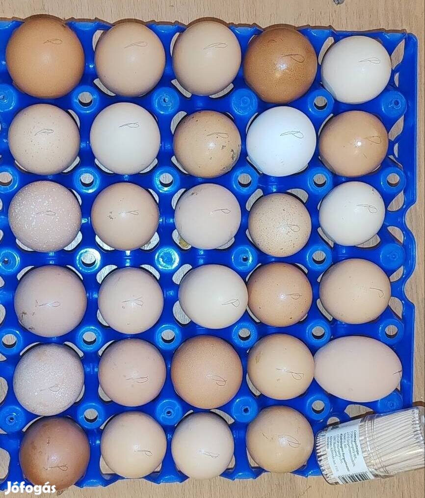 Parasztudvari keltetőtojás 100 Ft