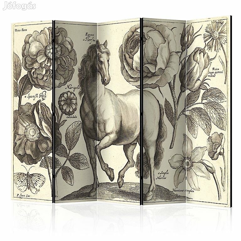 Paraván - Kecsesség