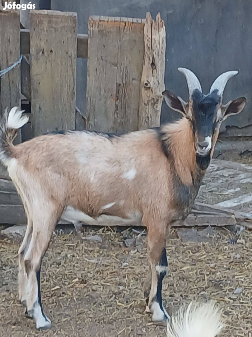 Parlagi Kecskebakok eladók