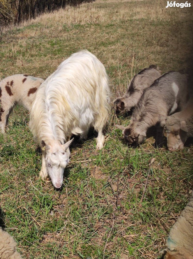 Parlagi anya gidáival