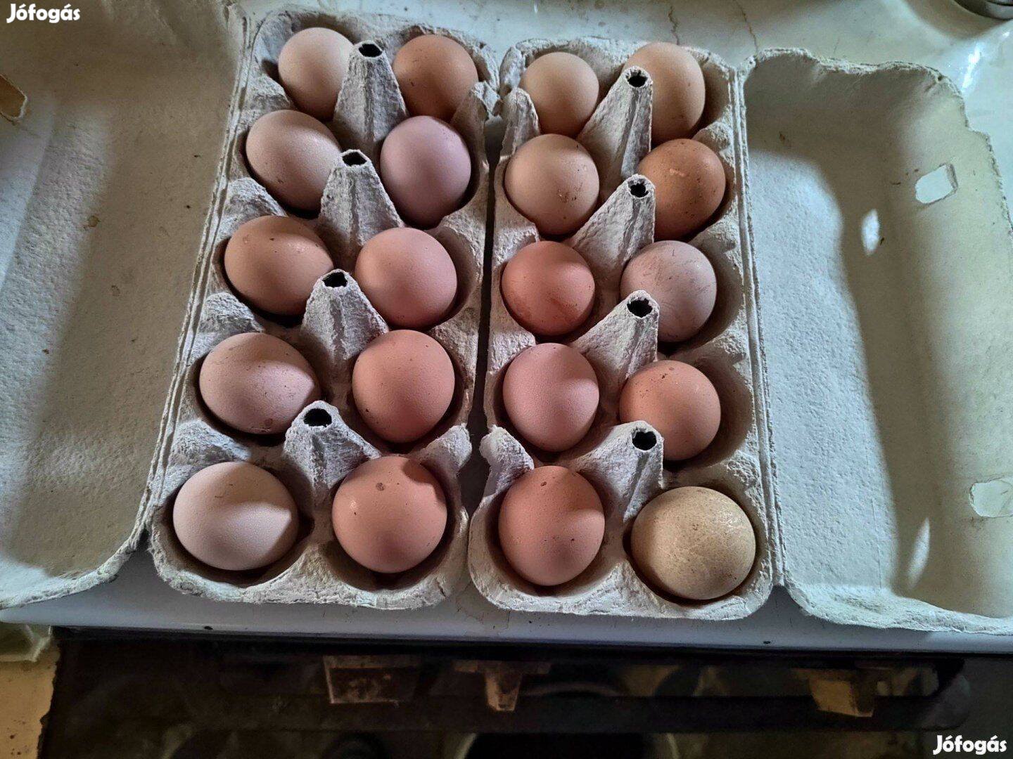 Parlagi gyöngyös tojás keltetésre