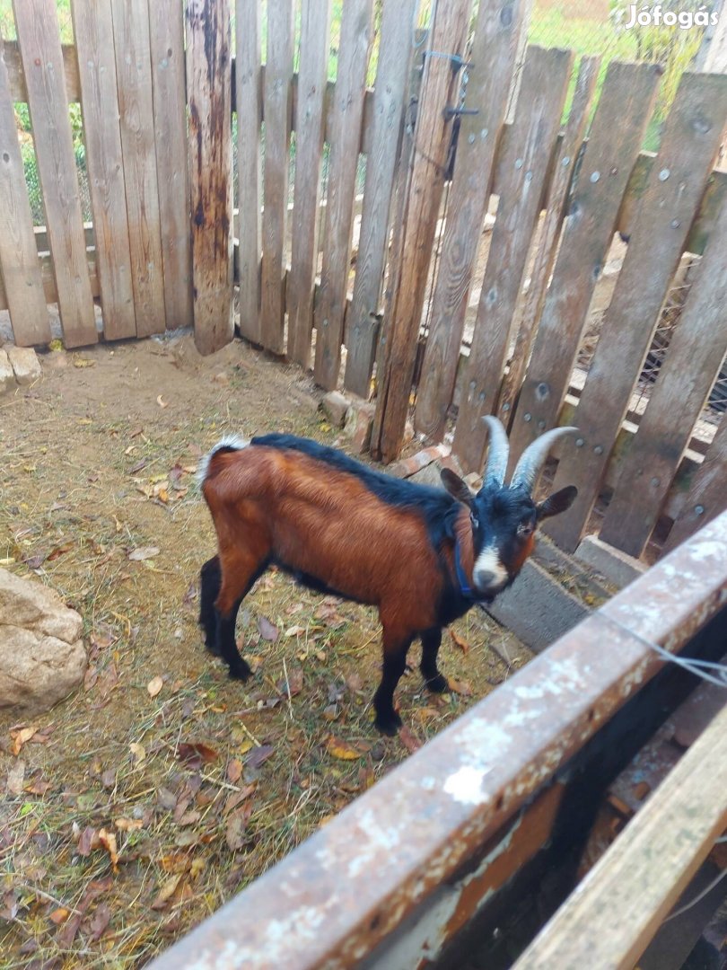 Parlagi keverék bak kecske eladó