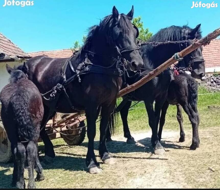 Páros 5 éves fekete vemhes kancák eladók 