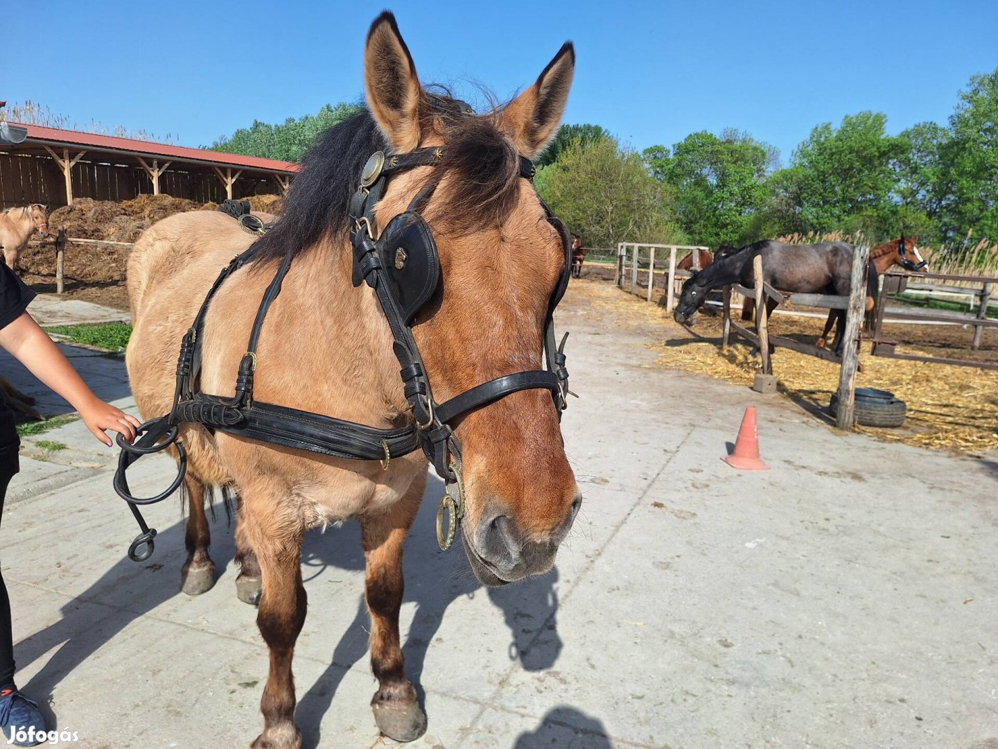 Páros díszszerszám nagy lóra
