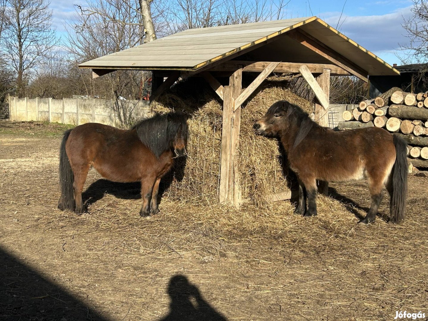 Páros kanca pej pónik!