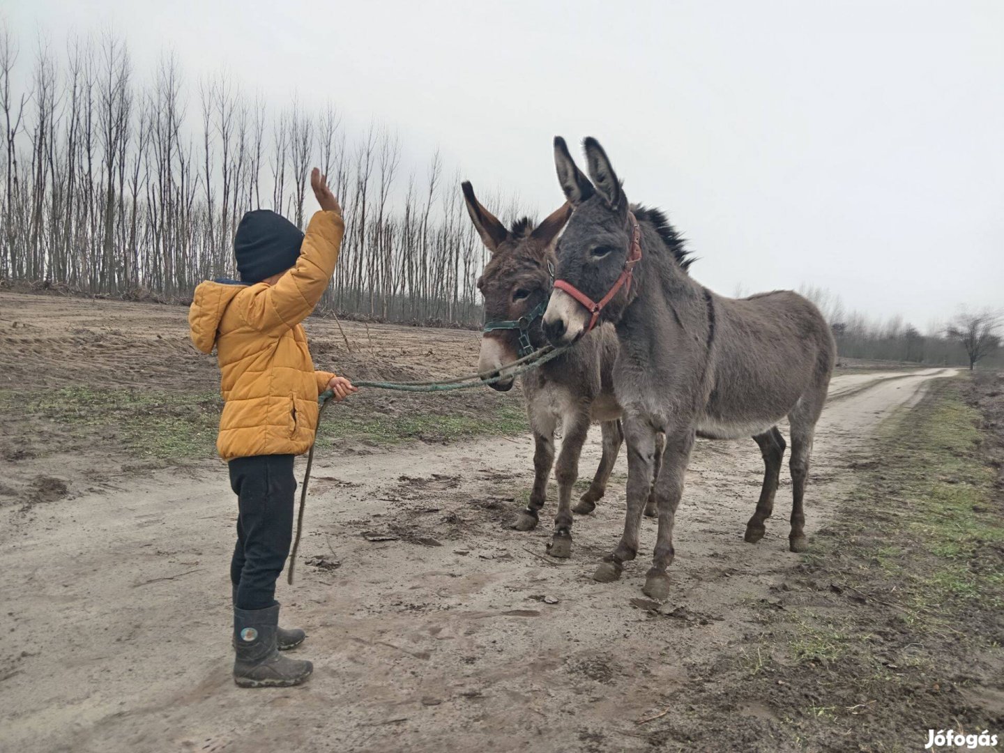 Páros kanca szamár