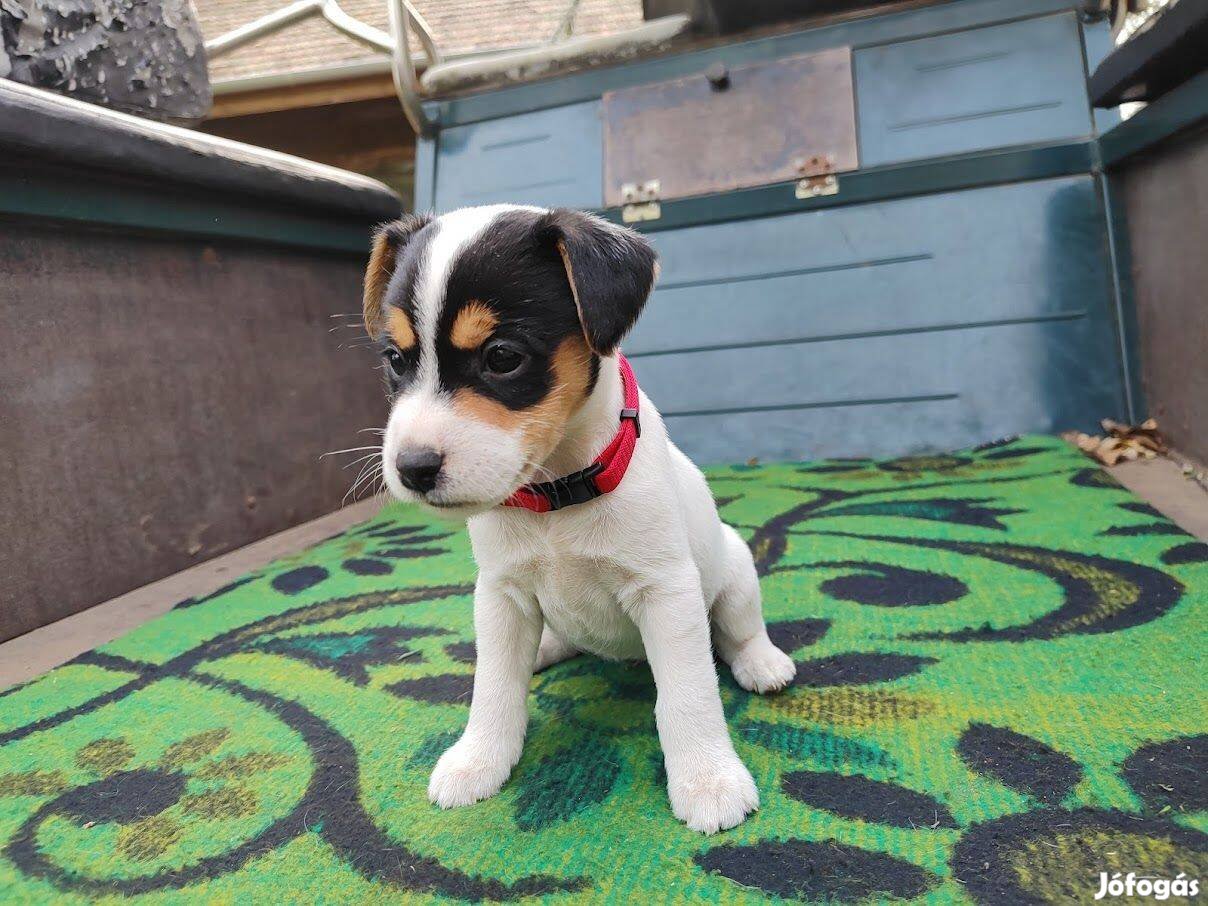 Parson Russell Terrier jellegű kiskutyák