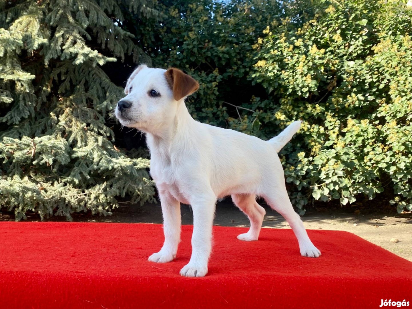 Parson jack russell terrier(russel)