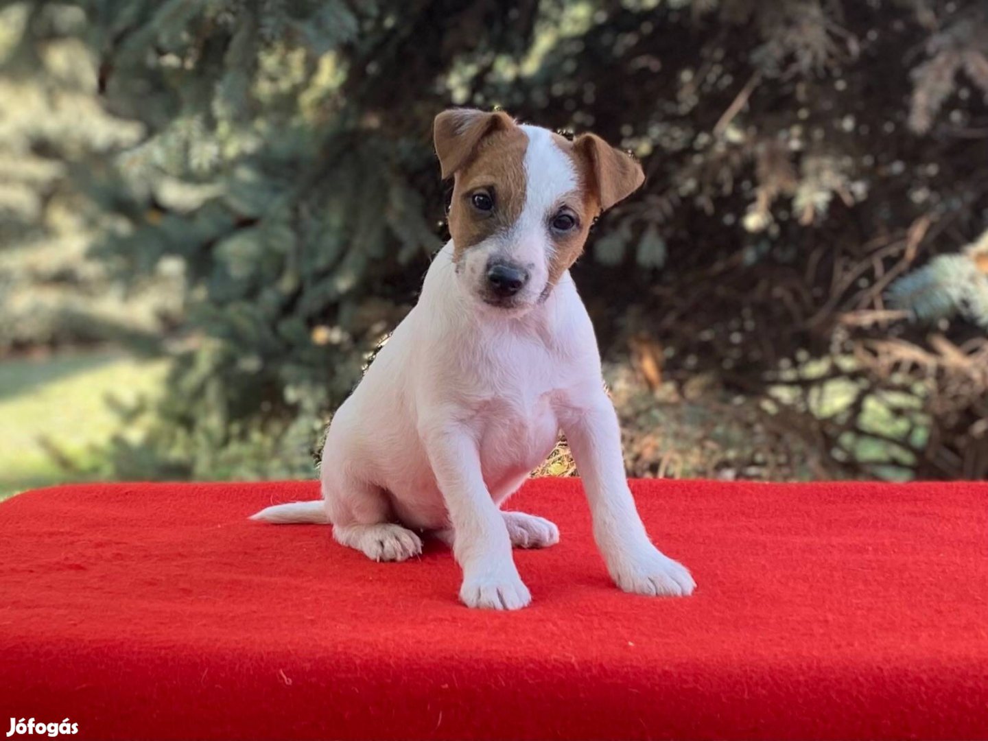 Parson russell terrier (jack russel)