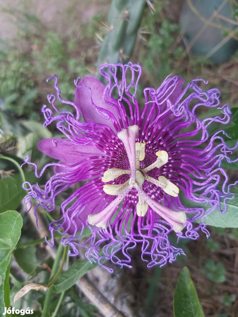 Passiflora Incense, Golgota, gyümölcstermő