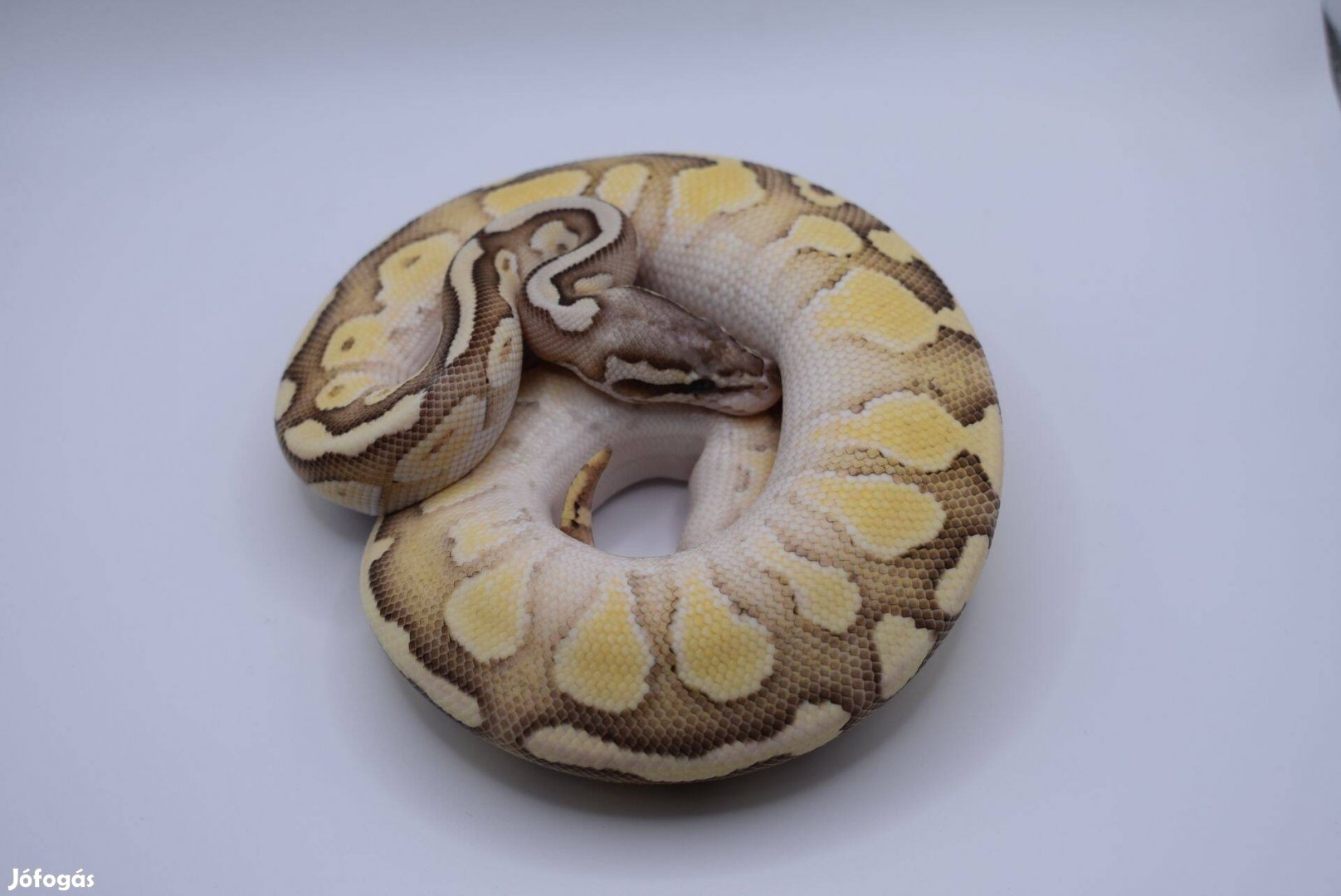 Pastel butter fire királypiton - Python regius 2024
