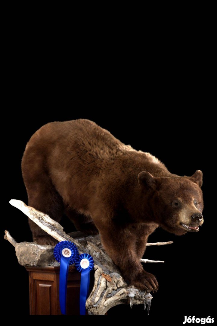 Pásztói Preparátor Műhely munkatársakat keres