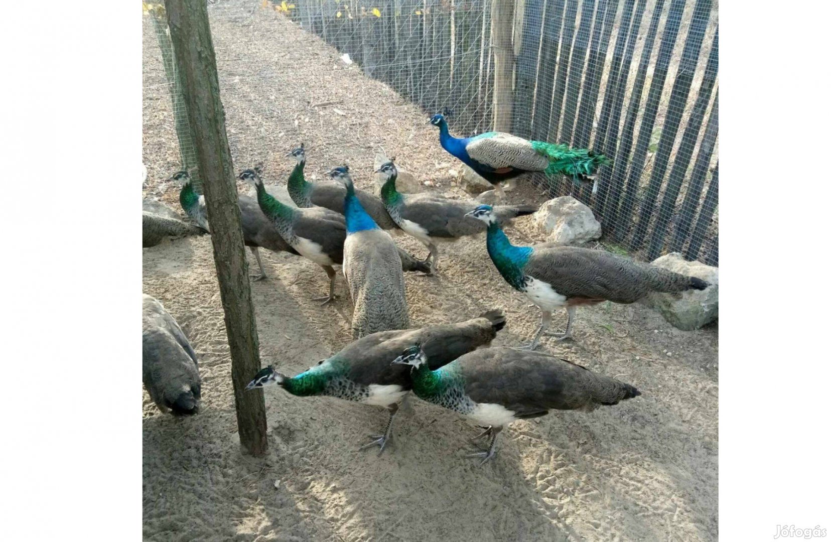 Páva, Indiai kék páva tojók és kakasok eladók