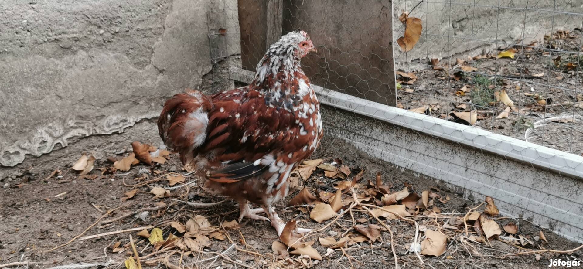 Páva, Törpe cochin, Australorp, 