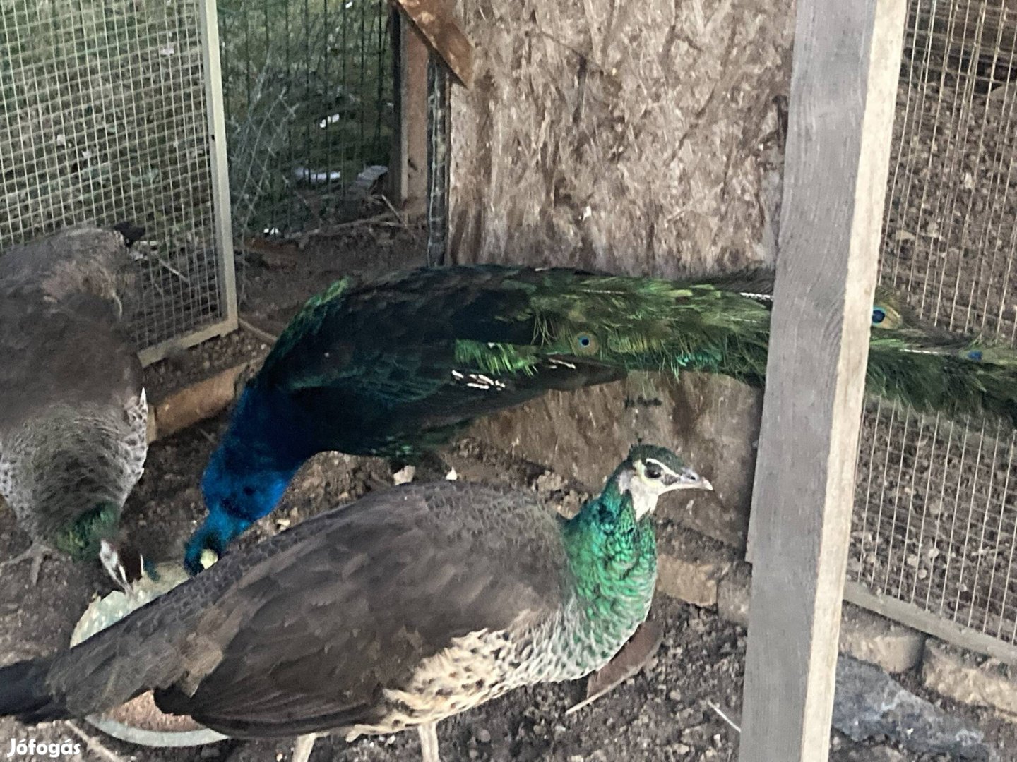 Páva pávák eladó csere